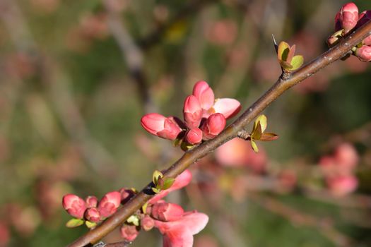 Japanese Flowering Quince - Latin name - Chaenomeles japonica