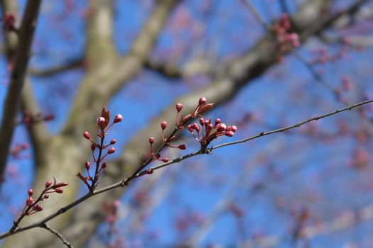 Black Cherry Plum flower buds - Latin name - Prunus cerasifera Nigra