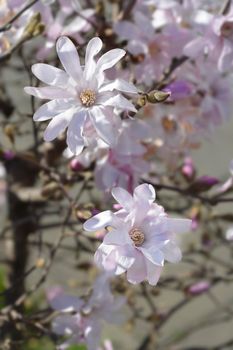 Star magnolia flowers - Latin name - Magnolia stellata