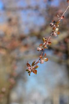 Purple crab apple tree  - Latin name - Malus x purpurea