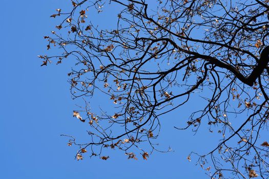 English oak branches with dry leaves against blue sky - Latin name - Quercus robur Fastigiata