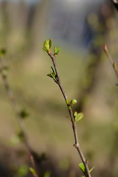 Japanese Flowering Quince branch - Latin name - Chaenomeles japonica