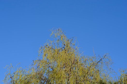 Dragons claw willow - Latin name - Salix matsudana Tortuosa