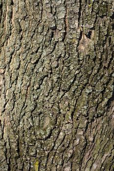 Field maple bark detail - Latin name - Acer campestre