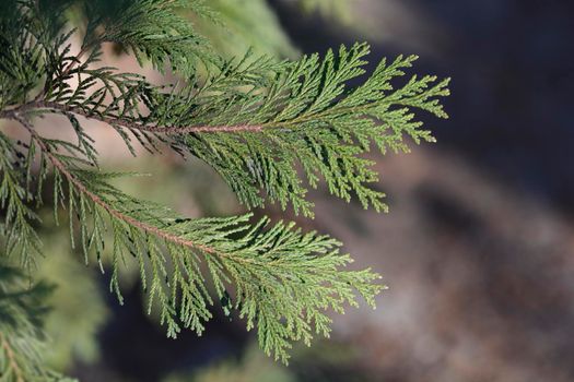 False cypress - Latin name - Chamaecyparis lawsoniana