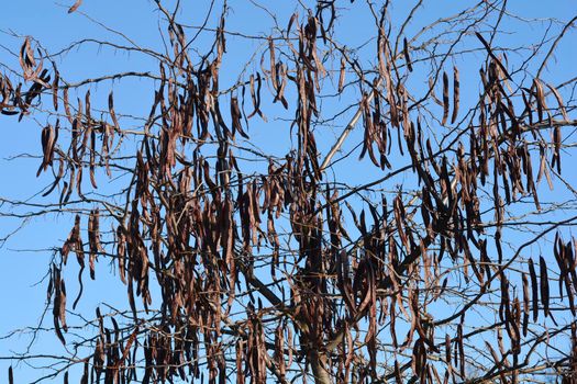 Thornless Honey locust bare branches with seed pod - Latin name - Gleditsia triacanthos f. inermis