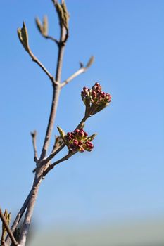 Arrowwood Anne Russell branch with flower buds - Latin name - Viburnum x burkwoodii Anne Russell