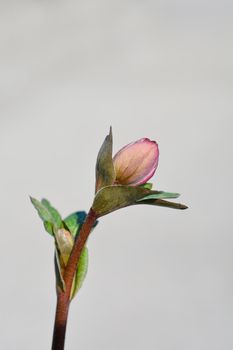 Lenten rose flower bud - Latin name - Helleborus orientalis