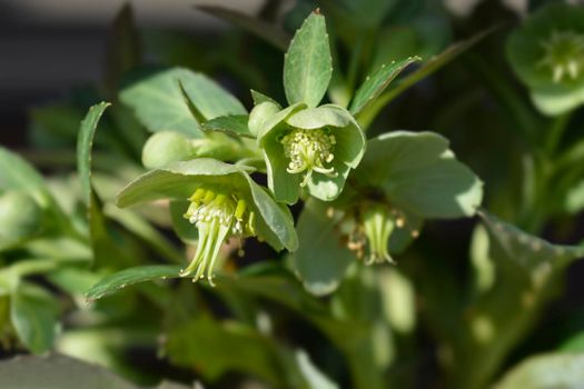 Majorcan hellebore flowers - Latin name - Helleborus lividus