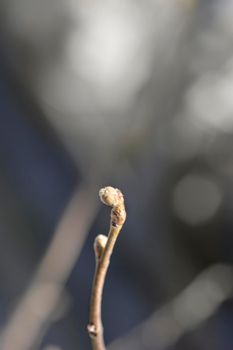 Common hazel branch with buds - Latin name - Corylus avellana