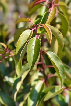 Portuguese Laurel Cherry leaves - Latin name - Prunus lusitanica Angustifolia