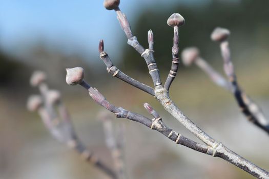 Flowering Dogwood Rainbow branch with buds - Latin name - Cornus florida Rainbow