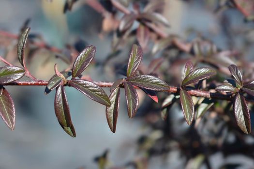 Willow-leaved cotoneaster branch - Latin name - Cotoneaster salicifolius Repens