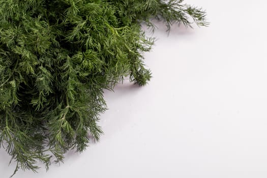 A bunch of freshA bunch of fresh dill on a white background. Copy space for text