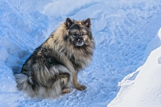 A beautiful and fluffy Wolfspitz dog sits among the snowdrifts in winter waiting for the owner