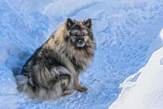 A beautiful and fluffy Wolfspitz dog sits among the snowdrifts in winter waiting for the owner