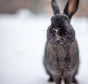 Beautiful, fluffy black rabbit in winter in the park. The rabbit sits waiting for food.