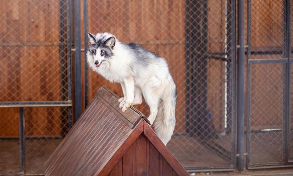 Beautiful, fluffy white fox in the zoo. A wild animal in an animal shelter.