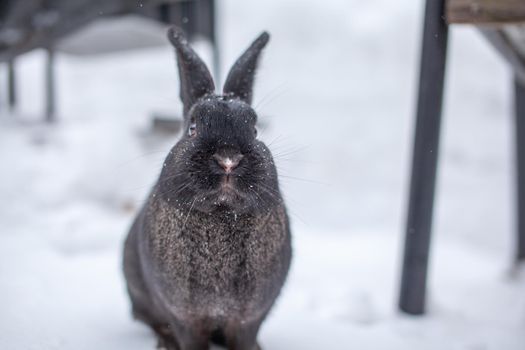 Beautiful, fluffy black rabbit in winter in the park. The rabbit sits waiting for food.