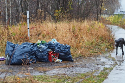 Garbage dump in the woods. Garbage bags. It's an environmental problem.