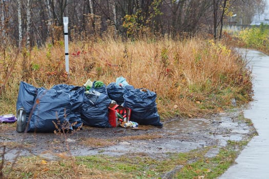 Garbage dump in the woods. Garbage bags. It's an environmental problem.