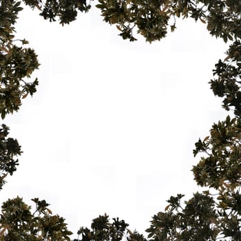 isolated composition of plant leaf cut out at all four sides of image creating a frame, leafs are isolated, layered image ready to print for cards, invitation, design print