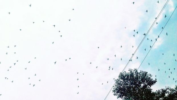 Group Of Birds flying Away In Bright Sky, Up High view, Tree Branch In The Right Side of Corner