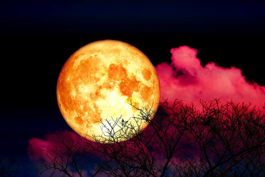 Full blood strawberry moon back cloud and tree in the field and dark red sky, Elements of this image furnished by NASA