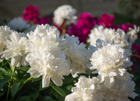 Pink flowers peonies flowering on background pink peonies. Peonies garden.