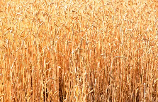 Wheat field. Ears of golden wheat close up. Beautiful Nature Sunset Landscape. Background of ripening ears of meadow wheat field. Rich harvest Concept