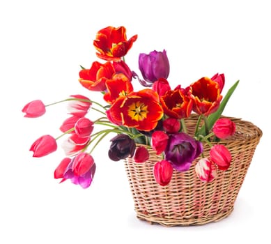 Spring color tulips in a bouquet with pink, red beautiful flowers isolated on white