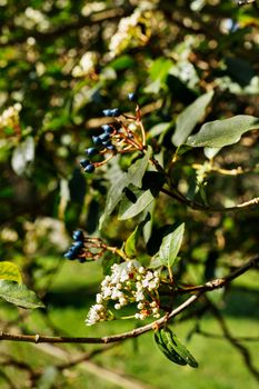 Clusters of white flowers of viburnum plant and blue oval fruits