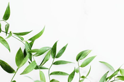 Green leaves on white background as botanical frame flatlay, eco design and spring nature flat lay concept