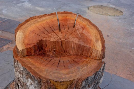 Newly cut tree in one of the streets of Barcelona in Spain. Platanus × acerifolia species