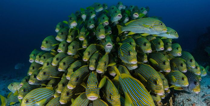 Beautiful places in Raja Ampat