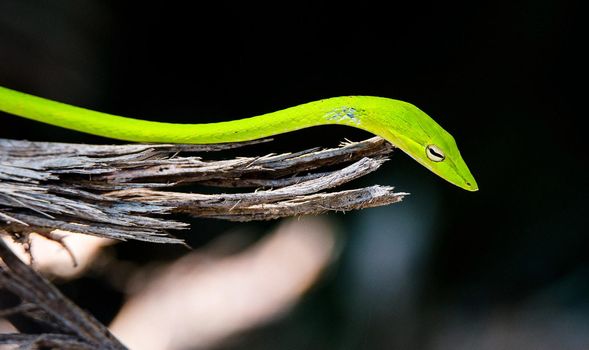 Creative pictures of Snake