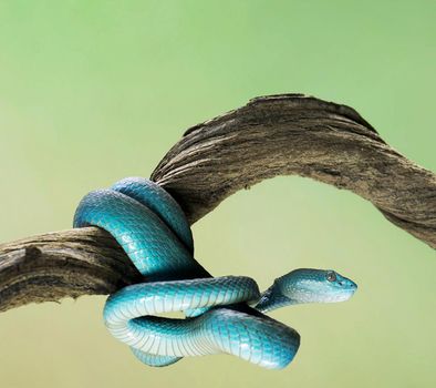 Creative pictures of Snake