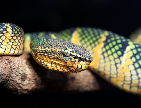 Creative pictures of Snake