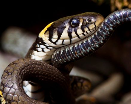 Creative pictures of Snake