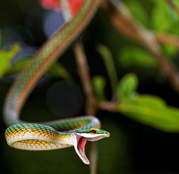 Creative pictures of Snake