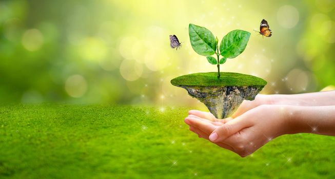 environment Earth Day In the hands of trees growing seedlings. Bokeh green Background Female hand holding tree on nature field grass Forest conservation concept