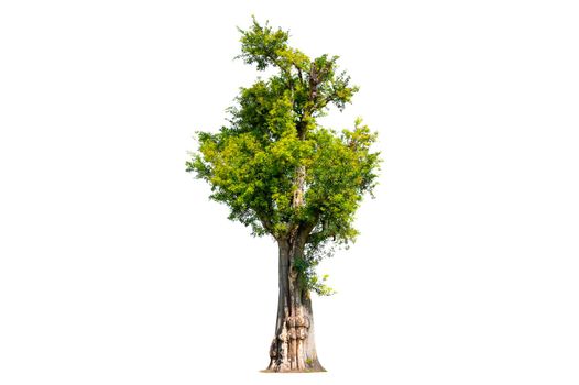 Tree Shrub Garden Decoration White Background