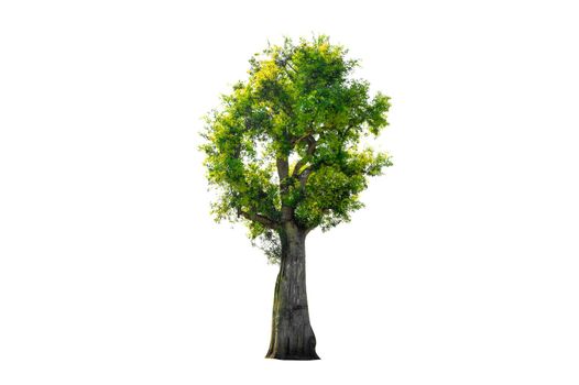 Tree Shrub Garden Decoration White Background