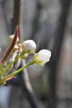 Japanese pear flower buds - Latin name - Pyrus pyrifolia