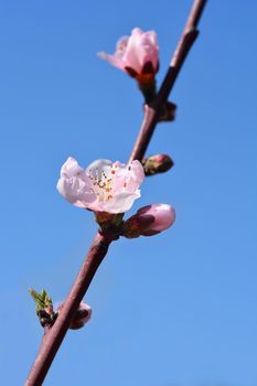 Nectarine May Grand flower buds - Latin name - Prunus persica var. nucipersica May Grand