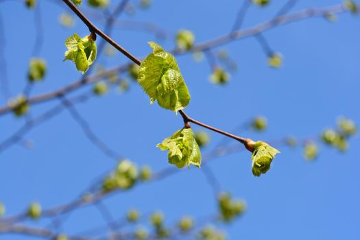 Broad-leaved lime branch with new leaves - Latin name - Tilia platyphyllos