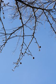 Handkerchief tree branches with seed and buds against blue sky - Latin name - Davidia involucrata var. Vilmoriniana