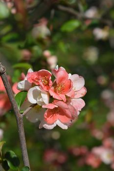 Japanese Flowering Quince Alba - Latin name - Chaenomeles japonica Alba