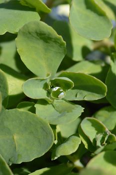 Butterfly stonecrop leaves - Latin name - Hylotelephium spectabile (Sedum spectabile)