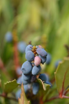 Oregon grape Sweet Winter fruit - Latin name - Mahonia Sweet Winter